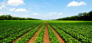 Picture of Agricultural land