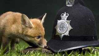 Picture of Hunting Act 2004