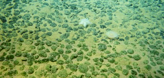 Picture of Seabed
