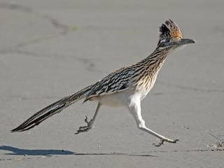Picture of Roadrunner