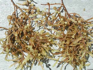 Picture of Sargassum