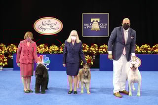 Picture of National Dog Show