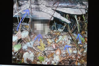 Picture of Death of Caylee Anthony