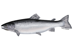 Picture of Atlantic salmon