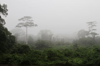 Picture of Taï National Park