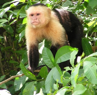 Picture of Capuchin monkeys