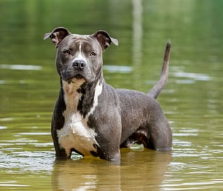 Picture of American Staffordshire Terrier
