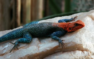 Picture of Lizards