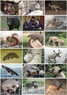 Picture of Mammal