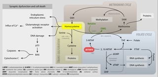 Picture of Methylenetetrahydrofolate reductase