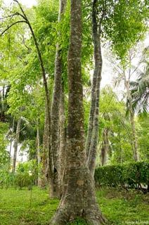 Picture of Agarwood