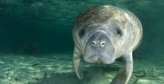Picture of Manatees