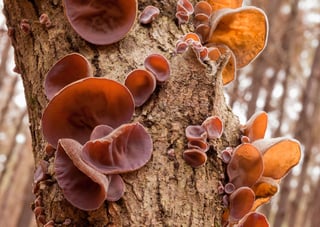 Picture of Mushroom