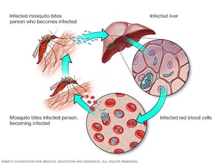Picture of malaria