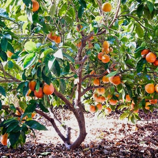 Picture of Blood orange