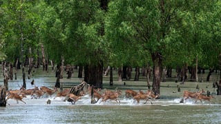 Picture of Sundarbans