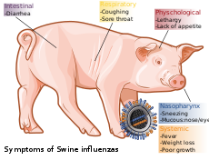 Picture of swine influenza