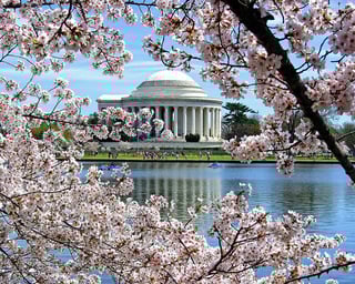 Picture of National Cherry Blossom Festival