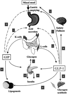 Picture of Gastric inhibitory polypeptide