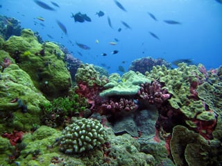 Picture of Habitat