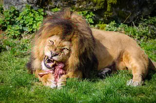 Picture of Carnivore