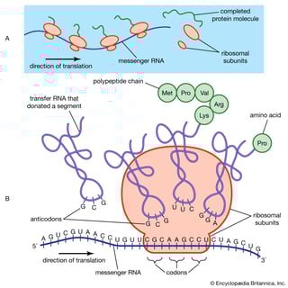 Picture of Ribosomal RNA