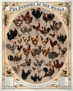 Picture of Poultry