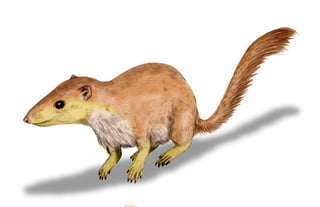 Picture of Purgatorius