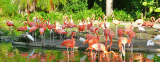 Picture of Zoo Miami