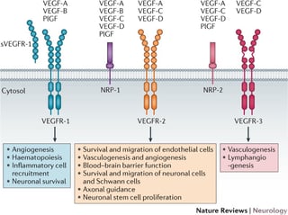 Picture of Vascular endothelial growth factor