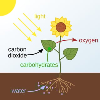 Picture of Photosynthesis