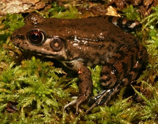 Picture of Bronze frog