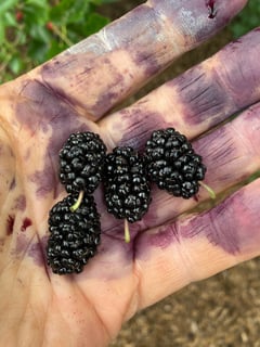 Picture of Mulberry