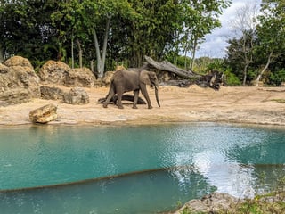 Picture of Kilimanjaro Safaris