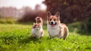 Picture of Pet