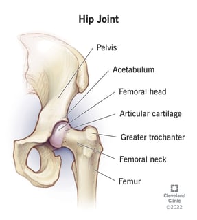Picture of hip
