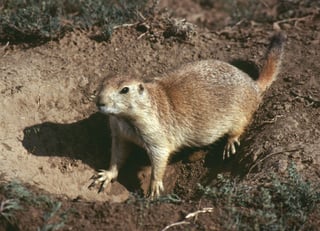 Picture of Rodents