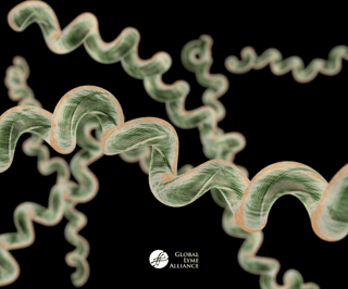 Picture of Lyme disease spirochete