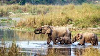 Picture of Chitwan National Park