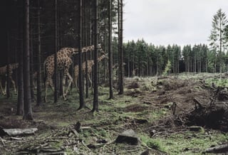 Picture of Rewilding