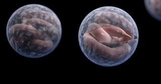 Picture of Cryptosporidium