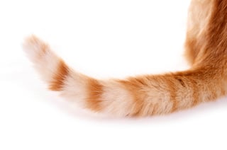 Picture of Tail