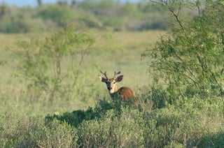Picture of Laguna Atascosa National Wildlife Refuge
