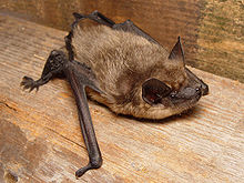 Picture of Serotine bat