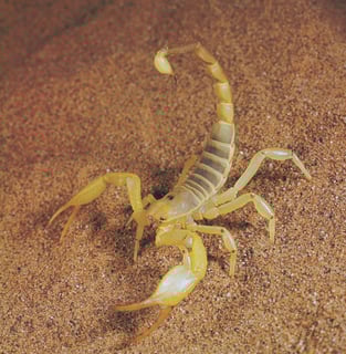 Picture of Scorpions