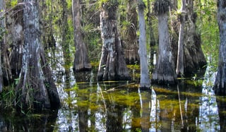 Picture of Big Cypress National Preserve