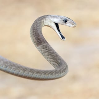 Picture of Black mamba