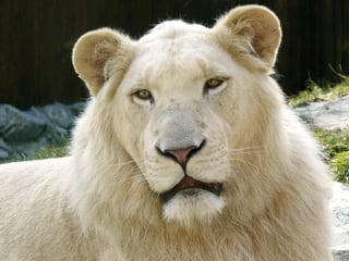 Picture of leucism