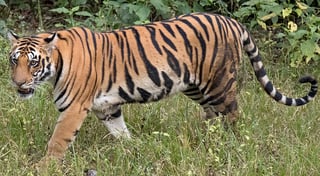Picture of Tiger