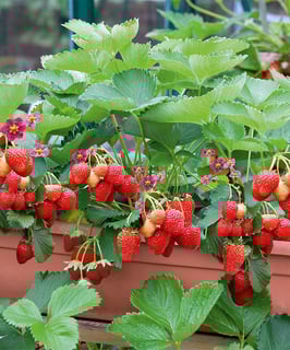 Picture of Strawberry